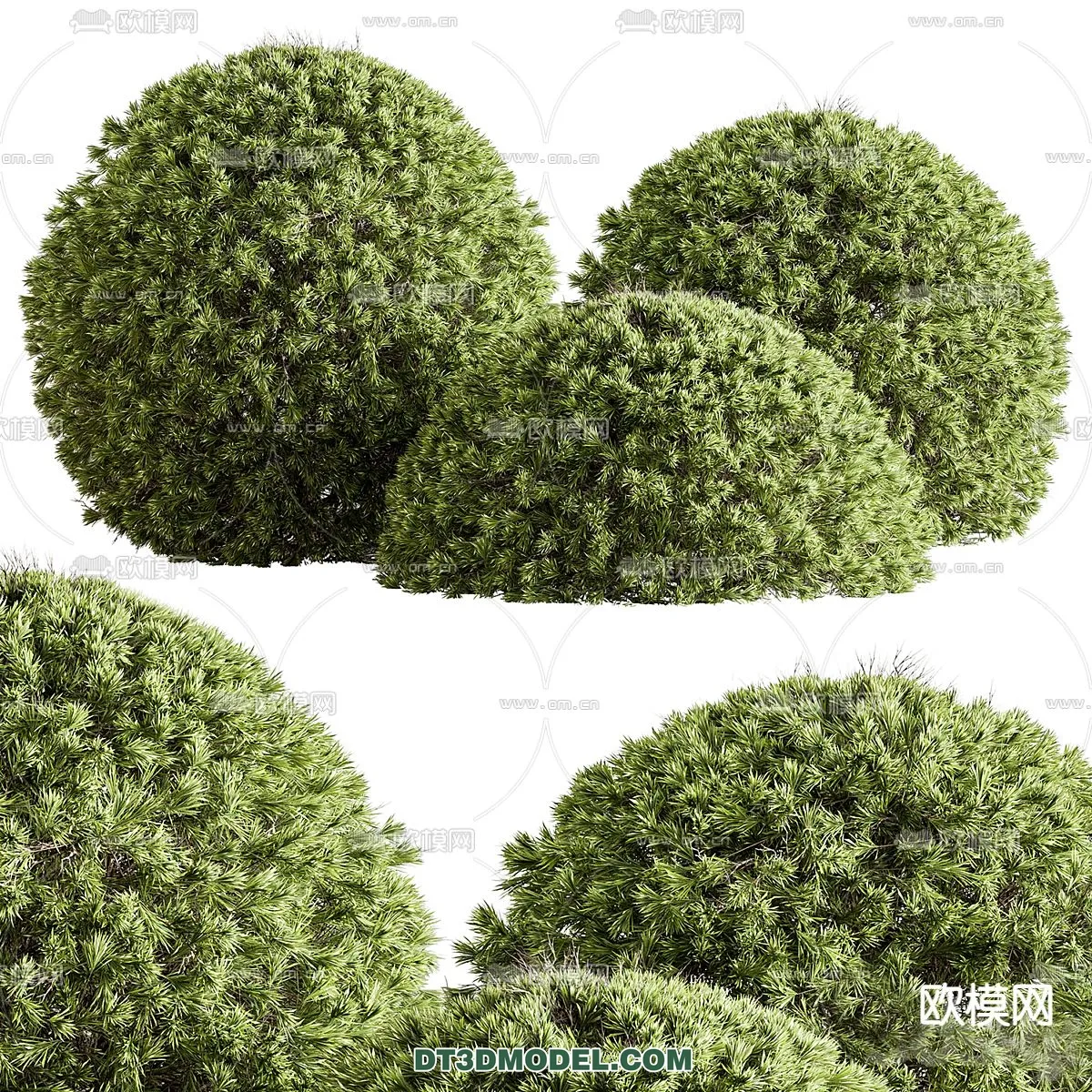 PLANTS - BUSH - CORONA - 3D MODEL - 377