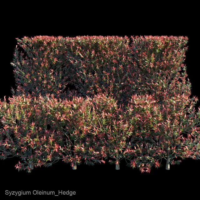 Plants Bush Syzygium Oleinum_Hedge 3D Model