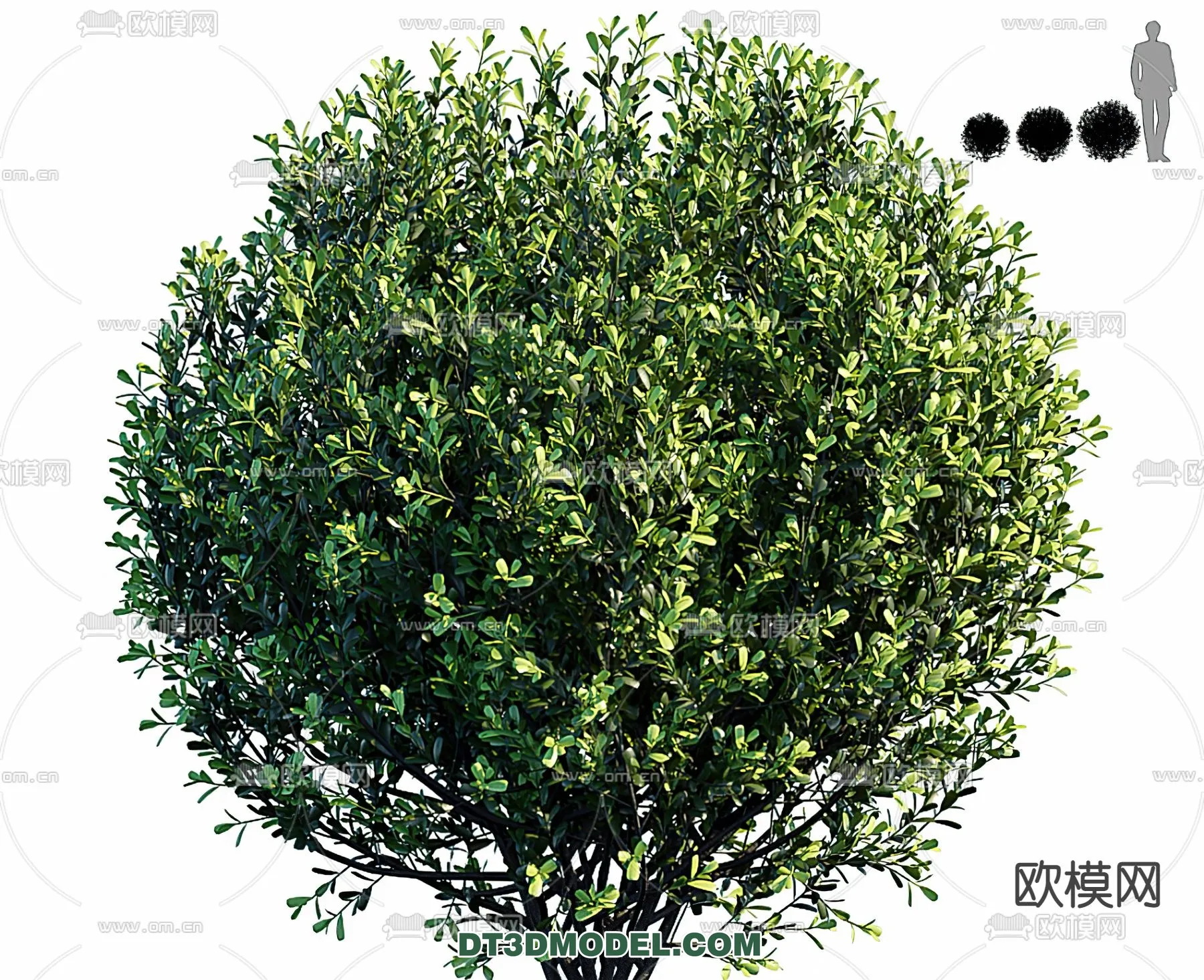 PLANTS - BUSH - VRAY / CORONA - 3D MODEL - 264