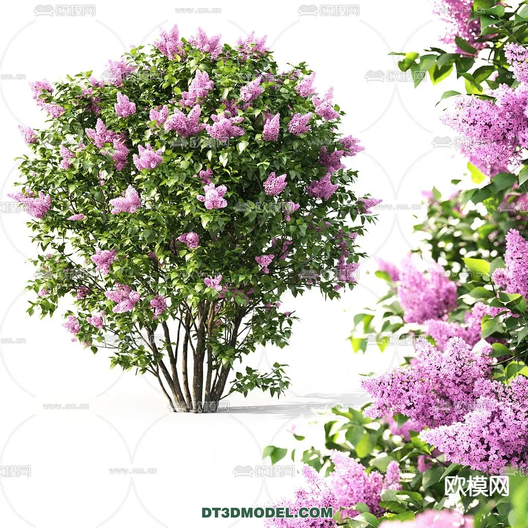 PLANTS - BUSH - VRAY / CORONA - 3D MODEL - 270