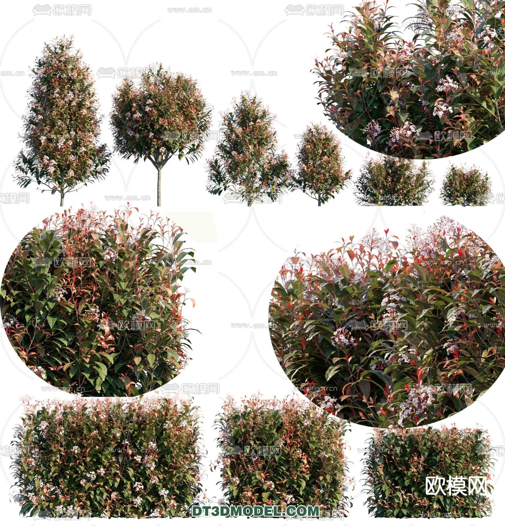 PLANTS - BUSH - VRAY / CORONA - 3D MODEL - 284