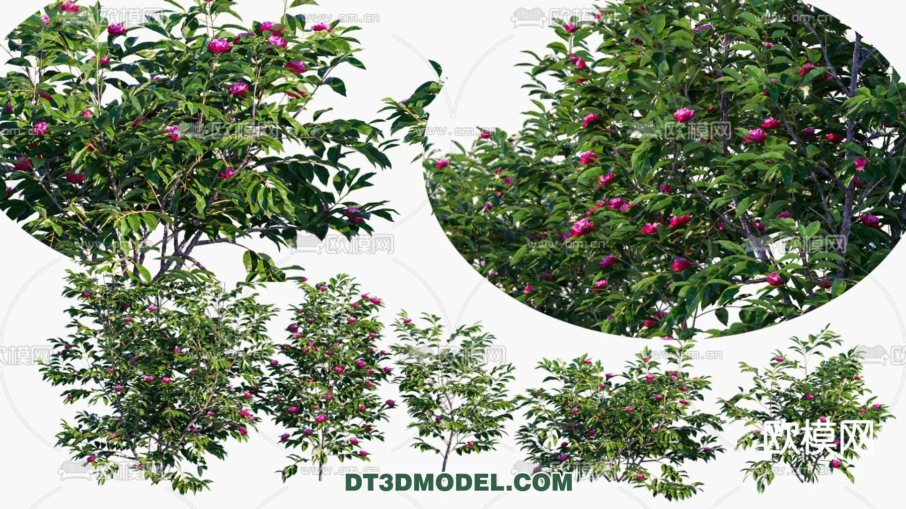 PLANTS - BUSH - VRAY / CORONA - 3D MODEL - 285