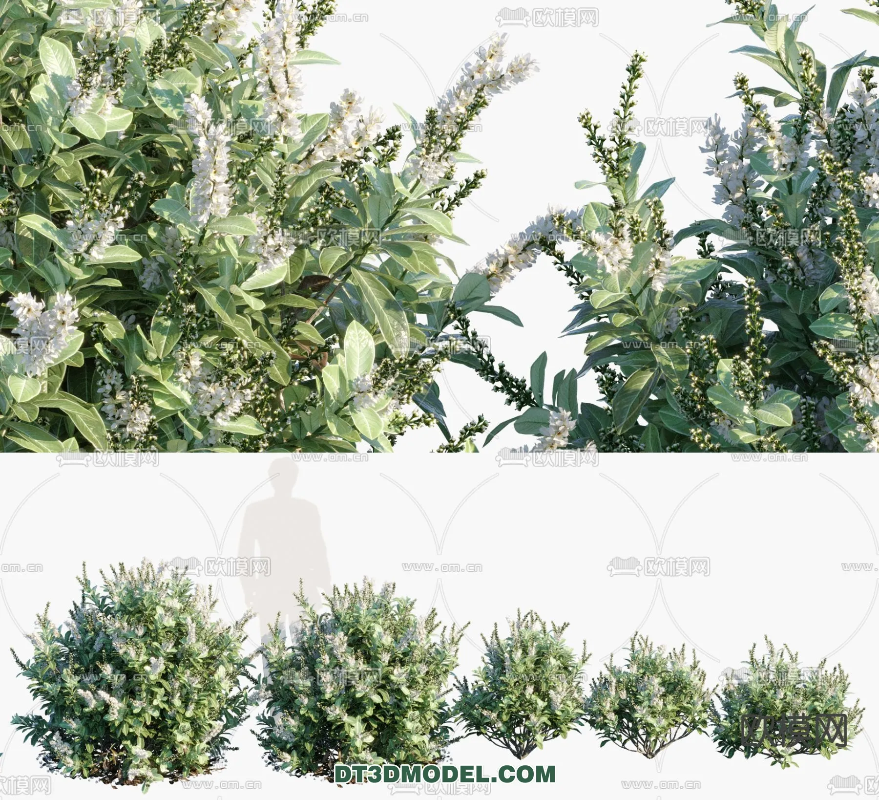 PLANTS - BUSH - VRAY / CORONA - 3D MODEL - 332
