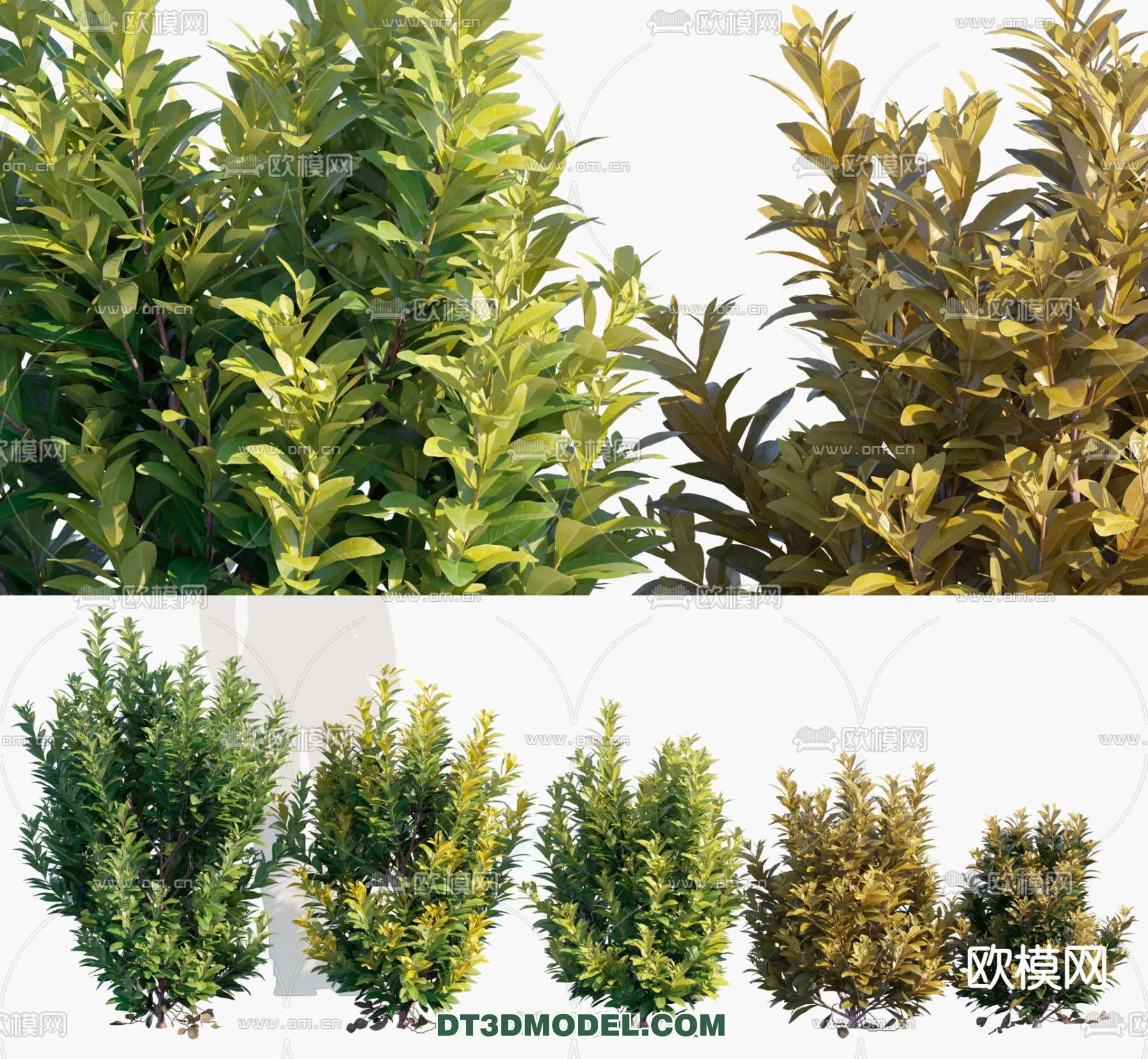 PLANTS - BUSH - VRAY / CORONA - 3D MODEL - 334