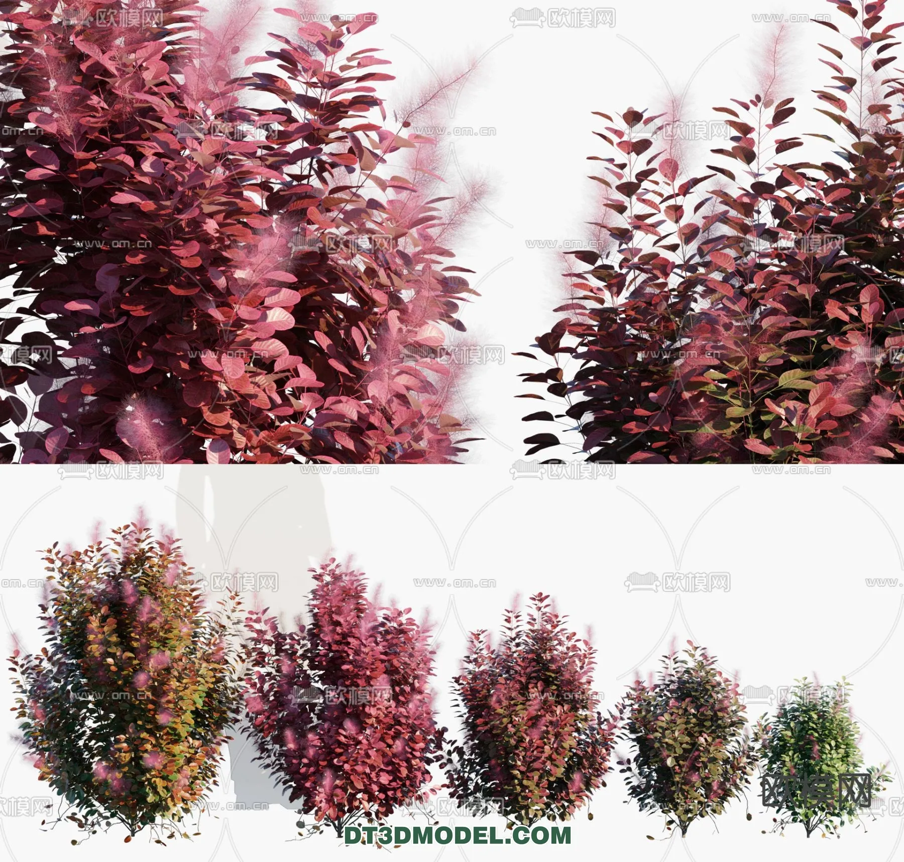 PLANTS - BUSH - VRAY / CORONA - 3D MODEL - 335