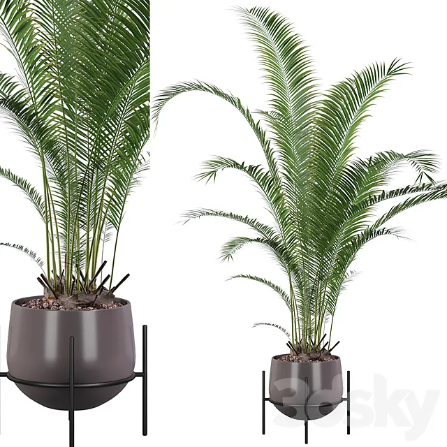 Plants collection 002 - Areca Palm 01 3DModel