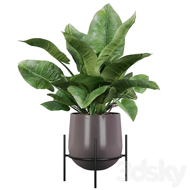 Plants collection 004 - Philodendron imperial green 3D Model