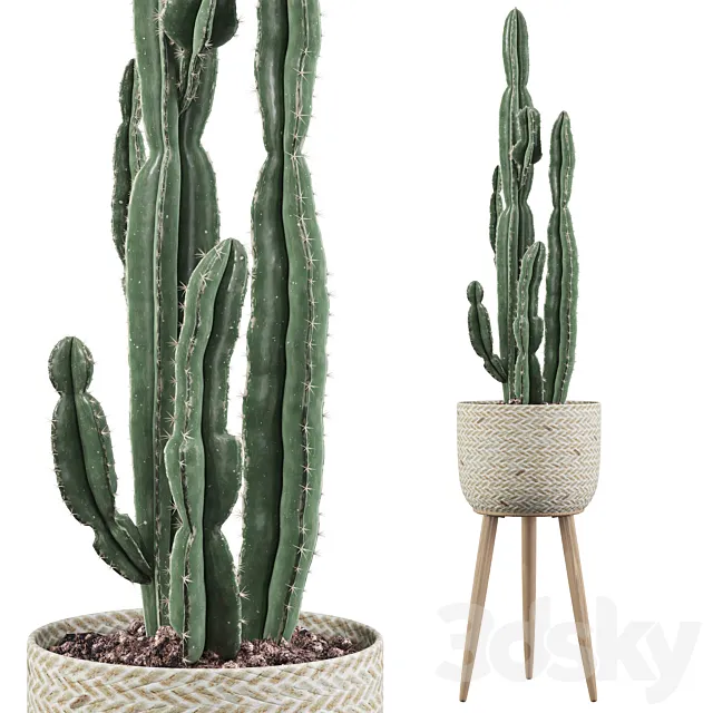 Plants collection 006 - Euphorbia candelabrum 2 cactus 3D Model