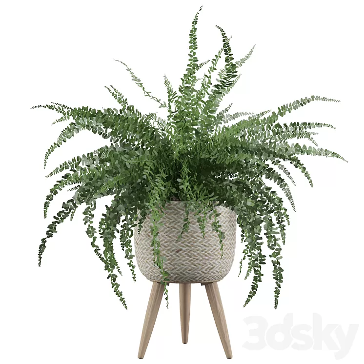 Plants collection 007 - Fern indoor 01 3D Model