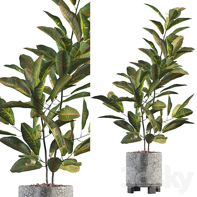 Plants collection 008 - Croton 01 3DModel