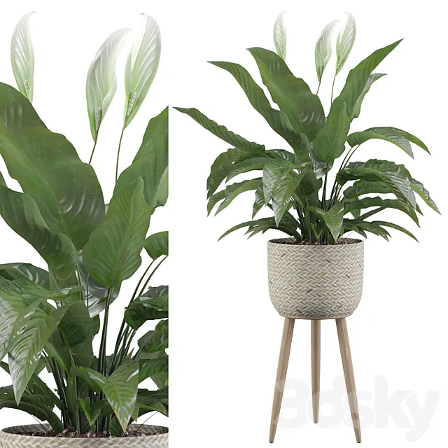 Plants collection 009 - Peace Lily 01 3DModel
