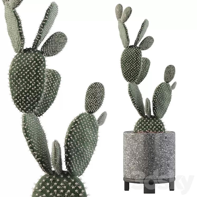 Plants collection 010 - Opuntia microdasys 01 3D Model