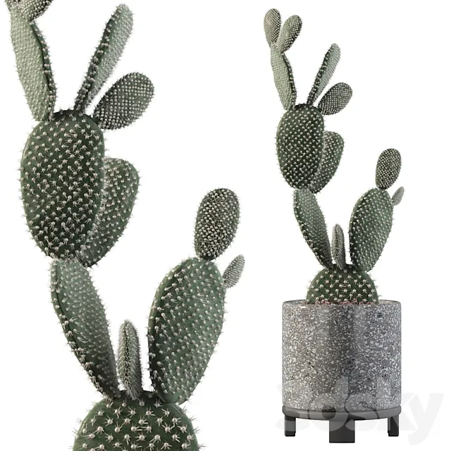 Plants collection 010 – Opuntia microdasys 01 3DModel