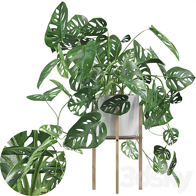 Plants collection 028 - Monstera monkey mask 02 3D Model