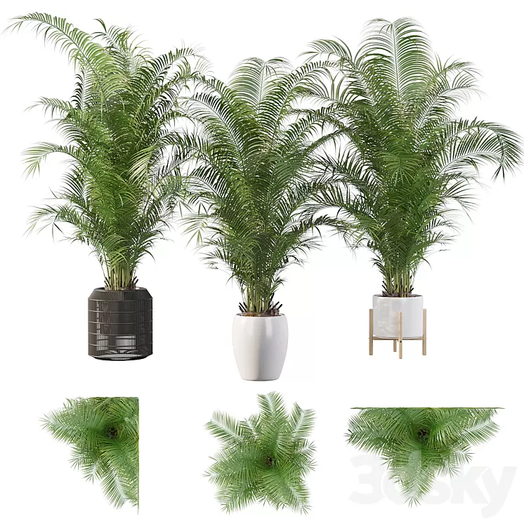Plants collection 032 - Areca Palm Pack 1 3D Model