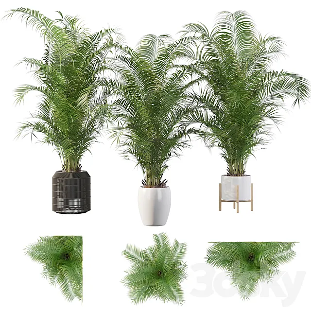 Plants collection 032 - Areca Palm Pack 1 3DModel