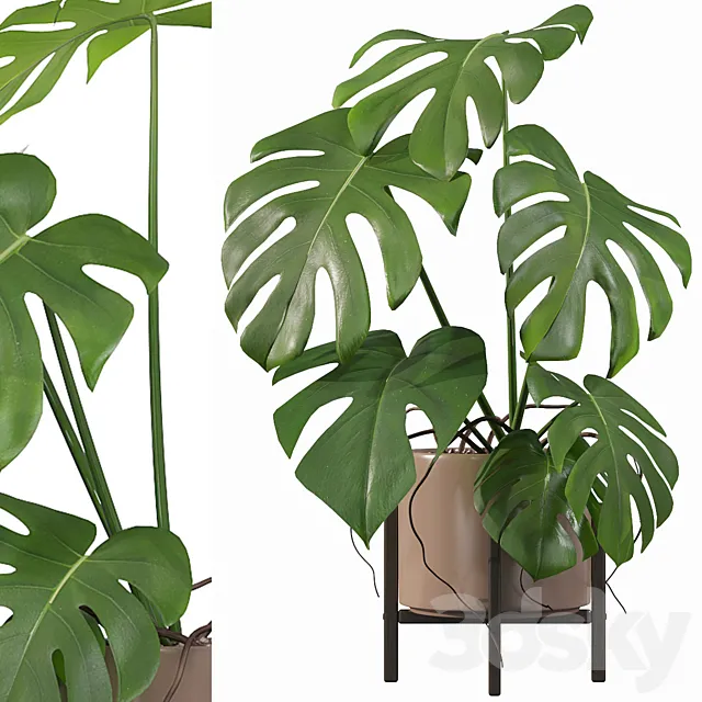 Plants collection 034 - Monstera 3D Model