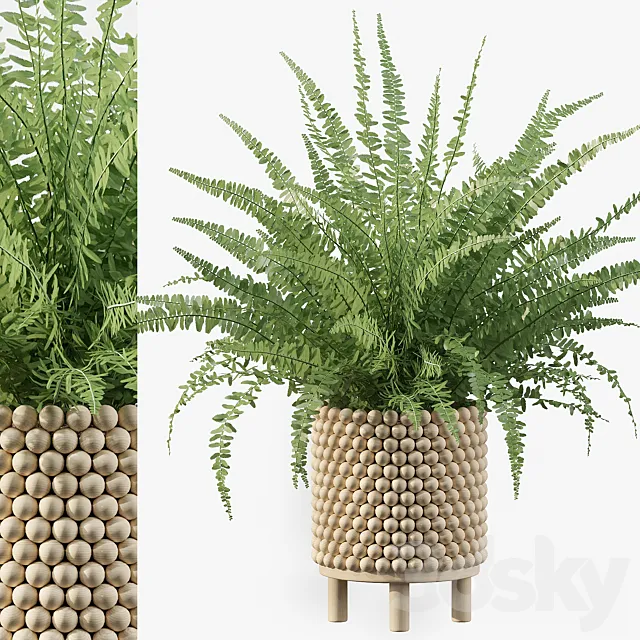 Plants collection 035 - Fern 03 3D Model