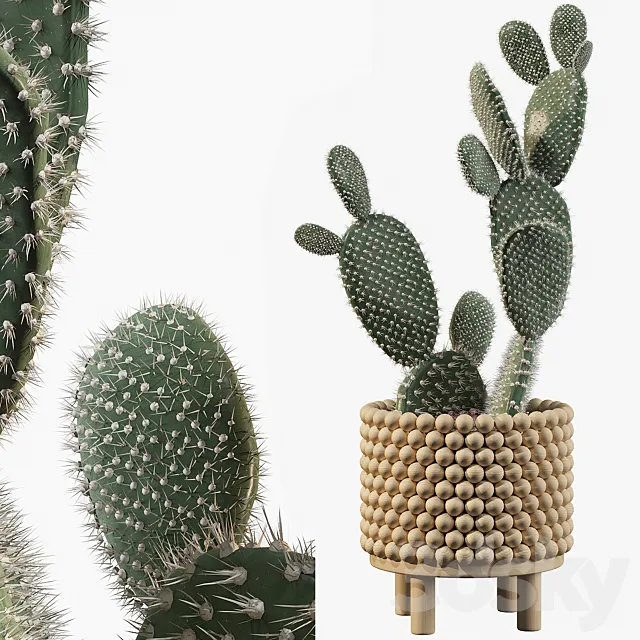 Plants collection 038 – Opuntia microdasys 03 3DModel