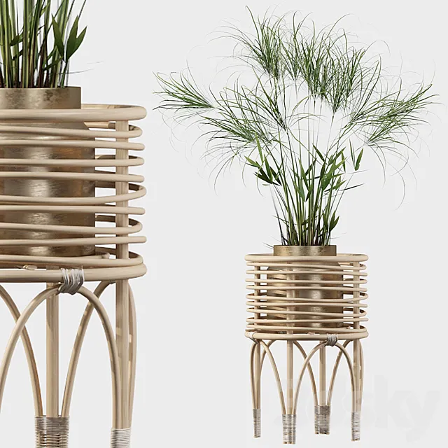 Plants collection 040 - Cyperus Nofretete 02 3DModel