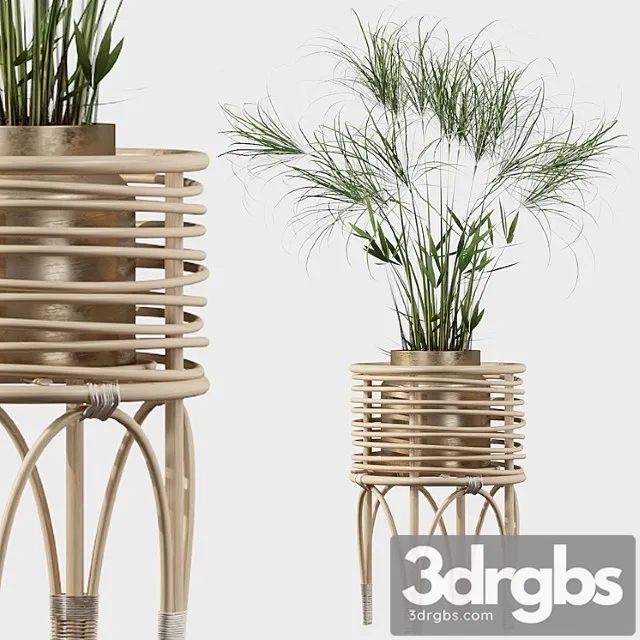 Plants collection 040 - cyperus nofretete 02