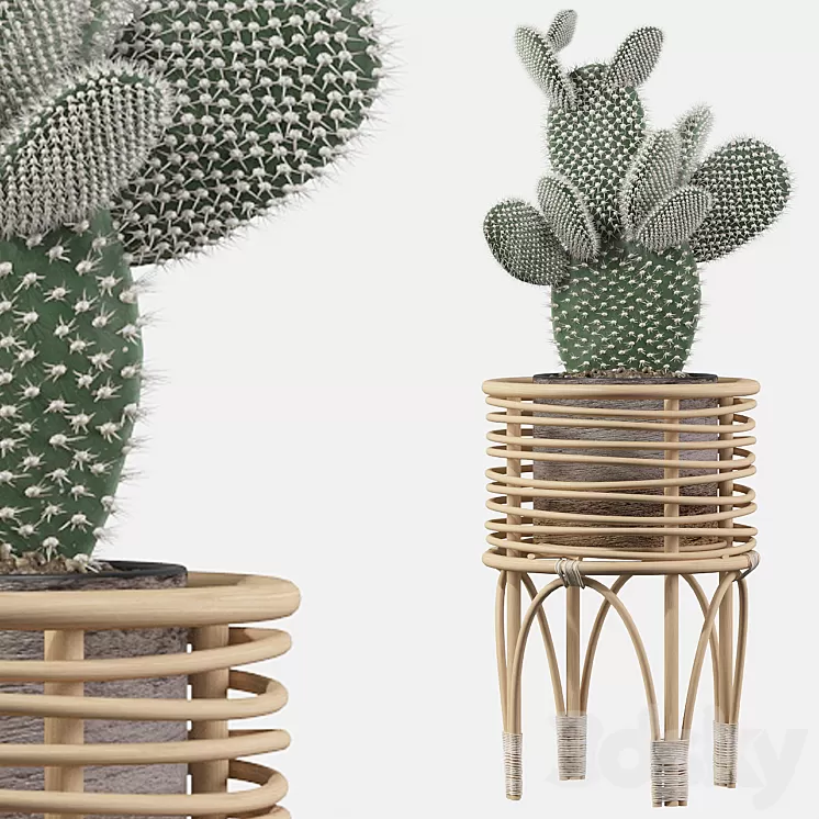 Plants collection 049 – Opuntia microdasys 04 3D Model