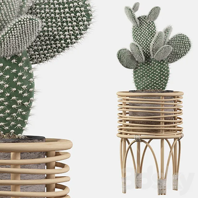 Plants collection 049 - Opuntia microdasys 04 3DModel