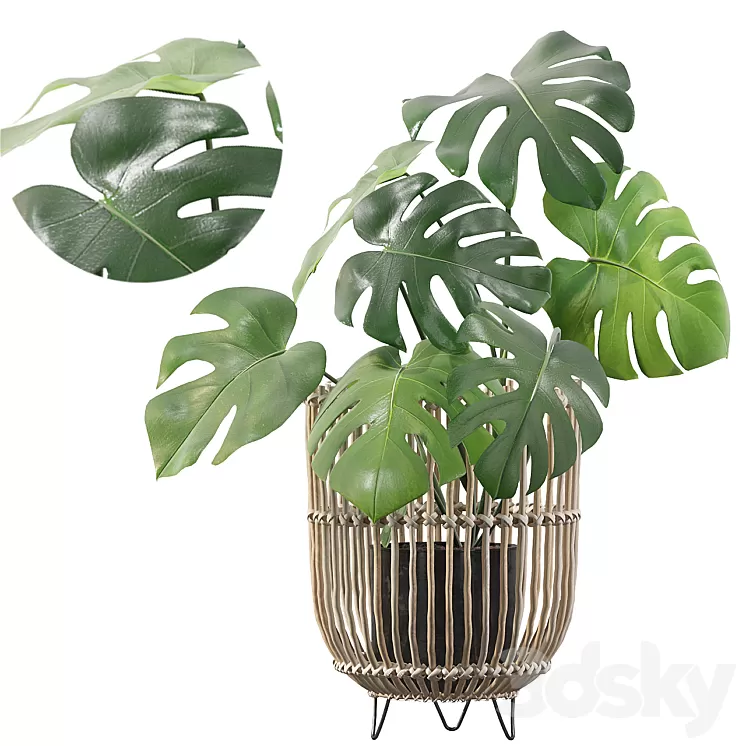 Plants collection 054 - Monstera 04 3D Model