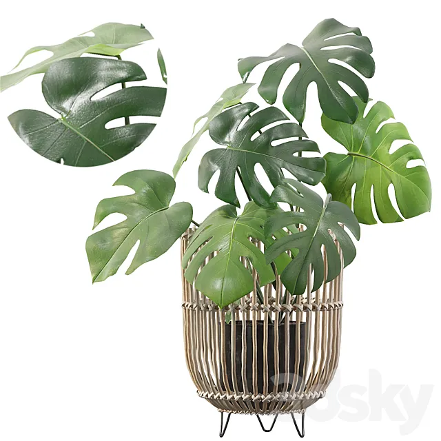Plants collection 054 - Monstera 04 3DModel