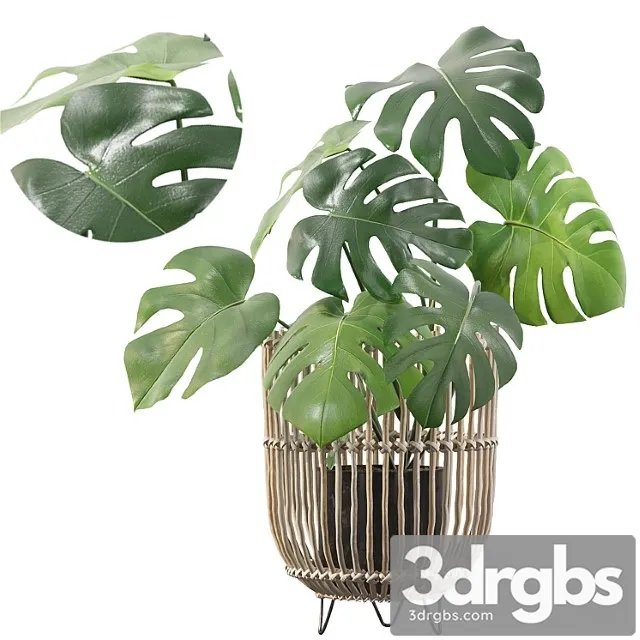 Plants collection 054 - monstera 04