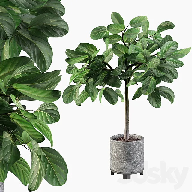 Plants collection 074 - ficus benghalensis 3D Model