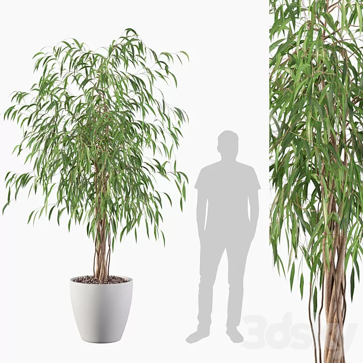 Plants collection 075 - ficus ali 3D Model