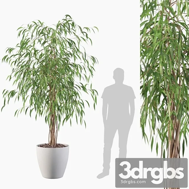 Plants collection 075 - ficus ali