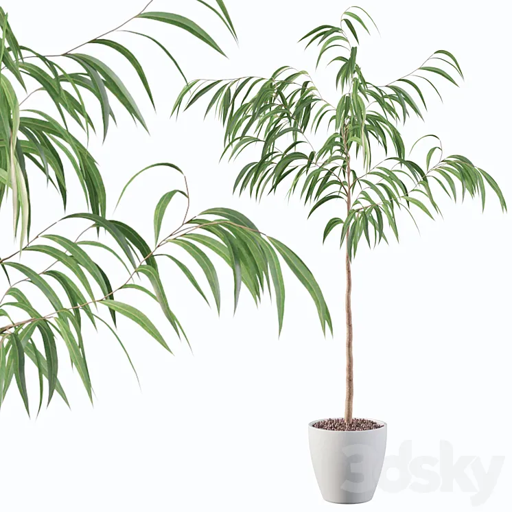 Plants collection 081 - ficus ali 3D Model Free