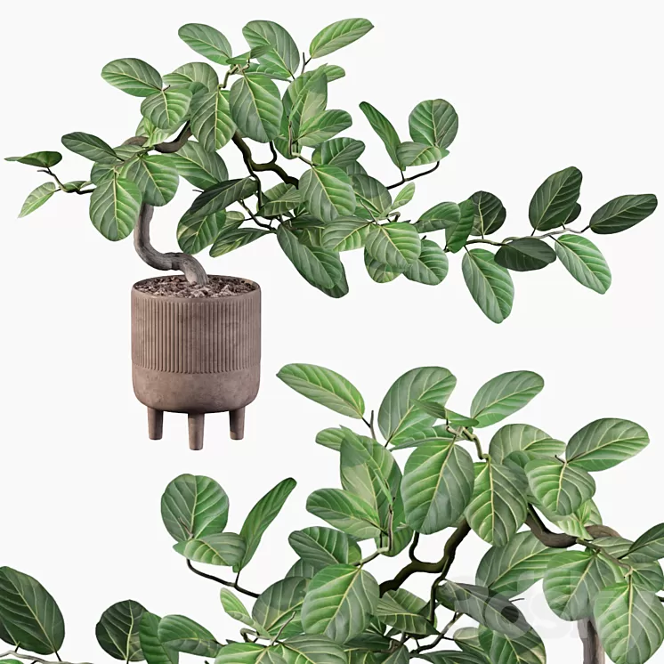 Plants collection 085 - ficus benghalensis 3D Model