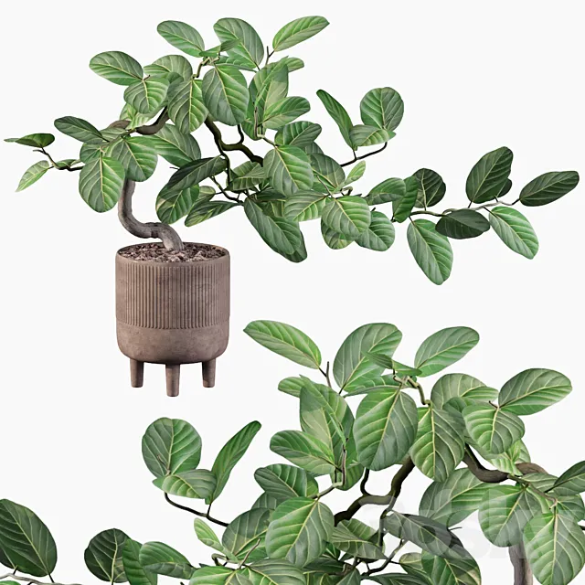 Plants collection 085 - ficus benghalensis 3DModel