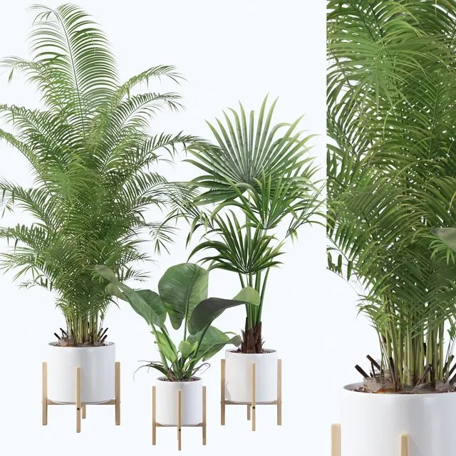 Plants collection 086 3D Model