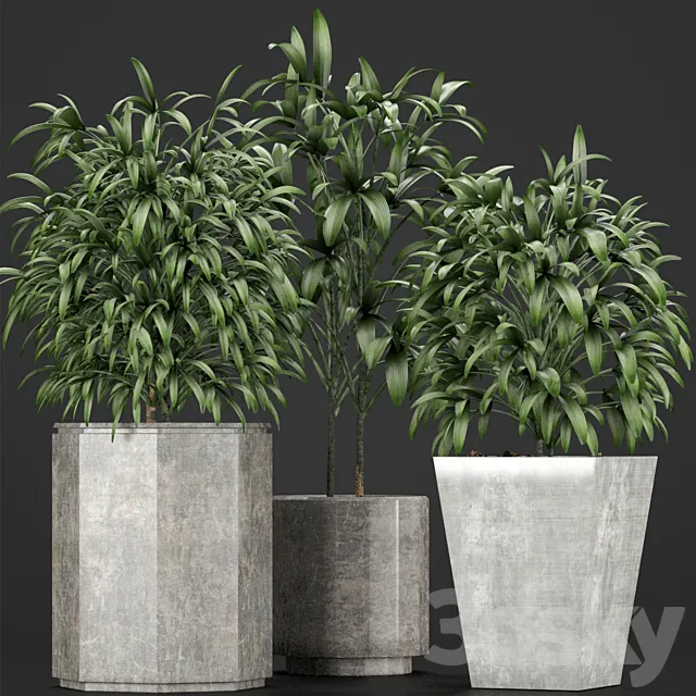 Plants Collection 09 3D Model