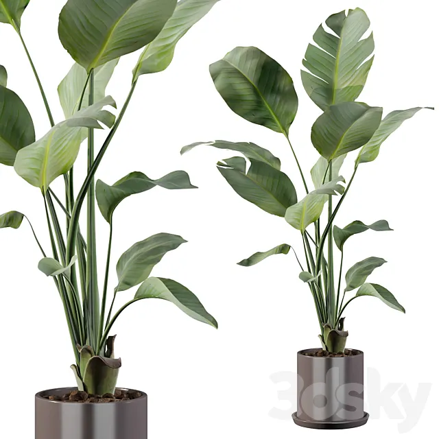 Plants collection 093 - strelitzia 3DModel