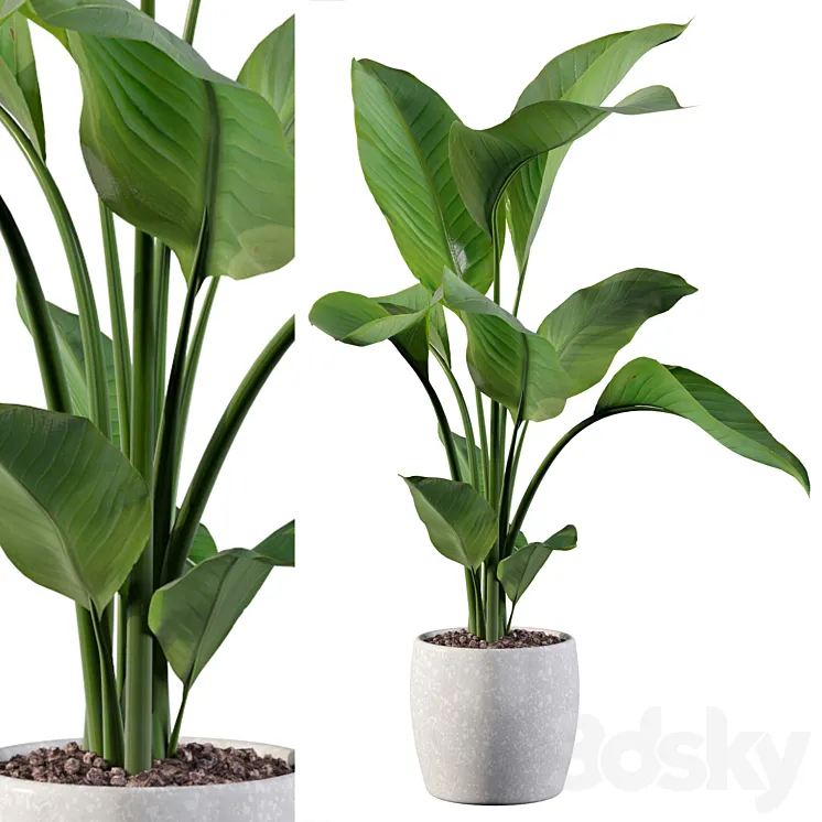 Plants collection 100 - strelitzia 3D Model Free