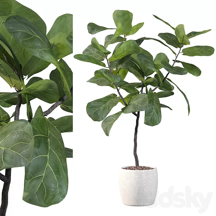 Plants collection 101 - ficus lyrata 3D Model