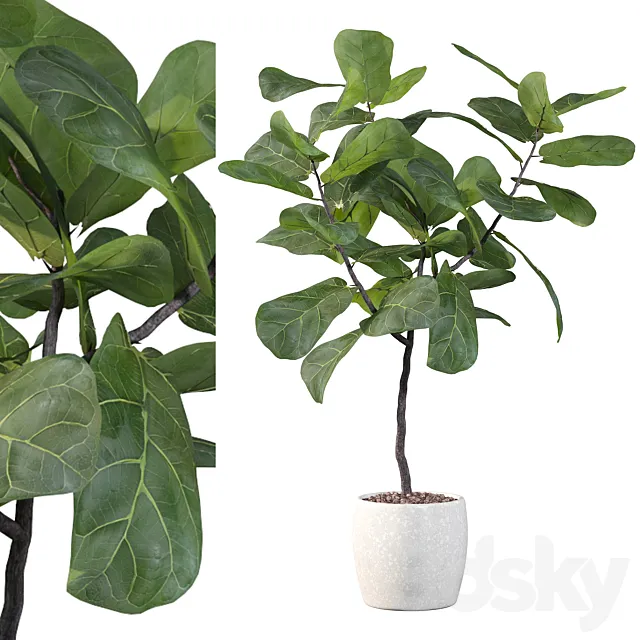 Plants collection 101 - ficus lyrata 3DModel