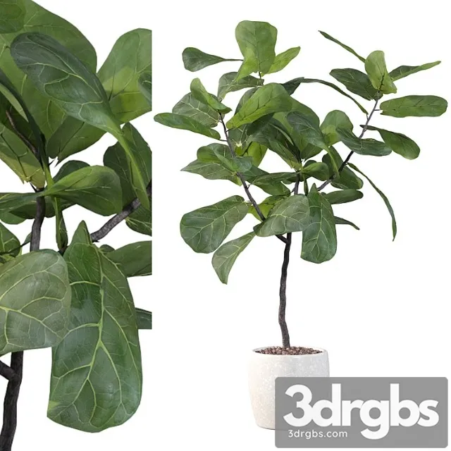 Plants collection 101 - ficus lyrata