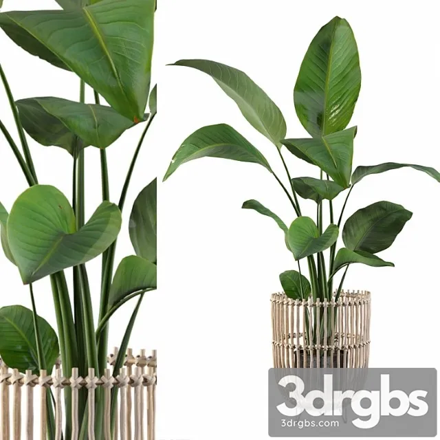 Plants collection 103 - strelitzia