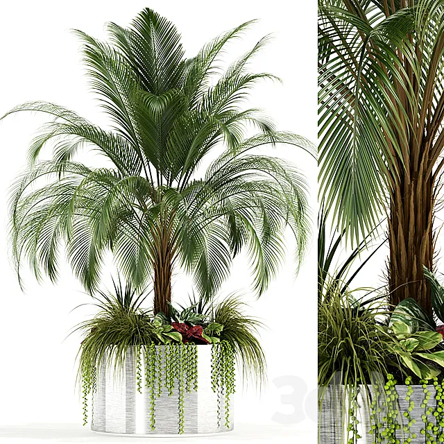 Plants collection 104 3D Model