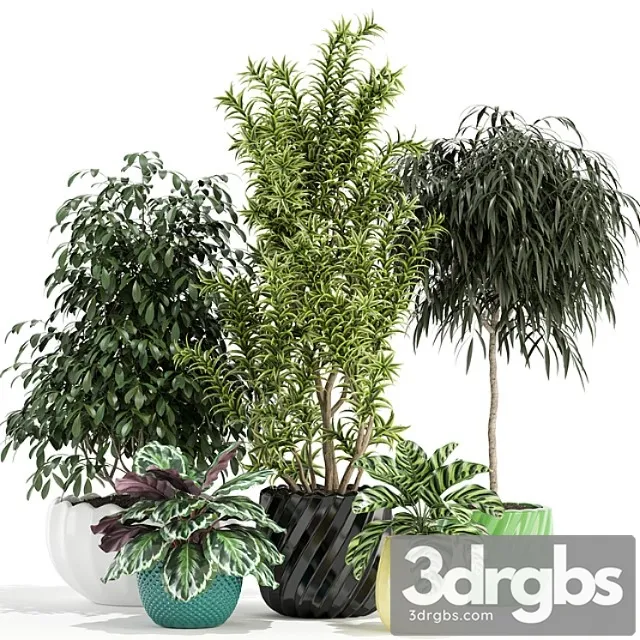 Plants collection 111