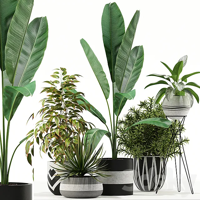 Plants collection 114 3DModel