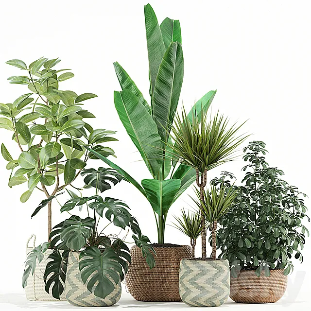 Plants collection 116 3DModel