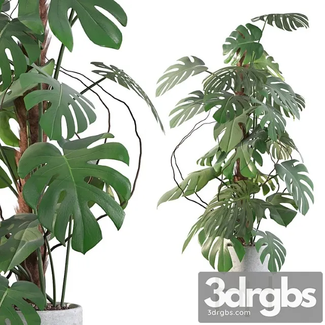 Plants collection 117 - monstera