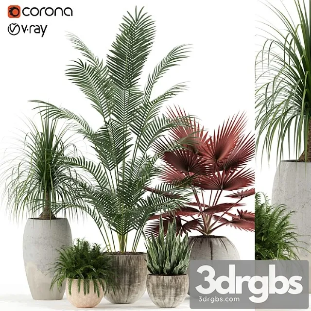 Plants collection 122